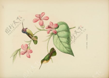 蜂鸟的自然历史图片