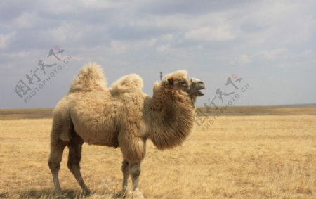 金秋骆驼图片