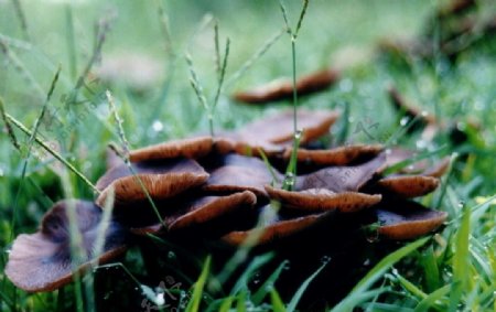 真菌蘑菇图片