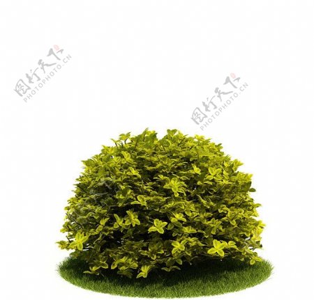 3D精美绿色灌木模型图片