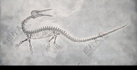 蛇颈龙化石图片