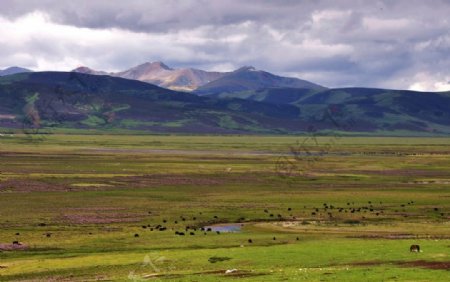 318川藏线甘孜大草原风光摄影图片