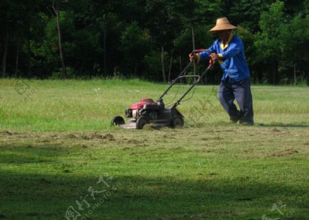修剪草坪的园丁图片