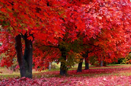 秋天红叶图片