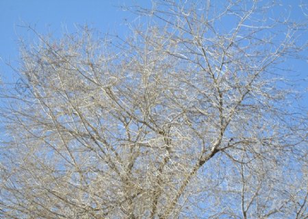 深冬的榆树图片