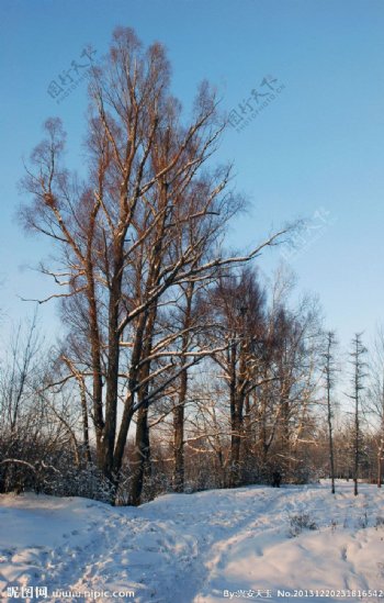 根河郊外冬天的树林图片