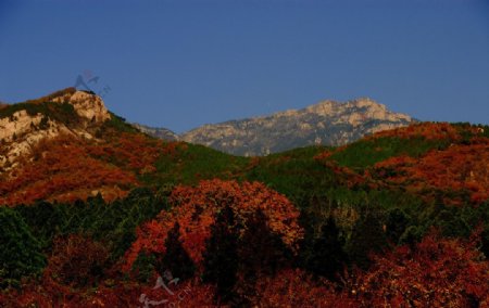 大山上的秋色图片
