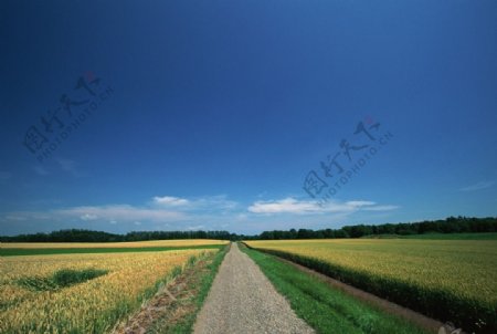 乡间小路景色图片