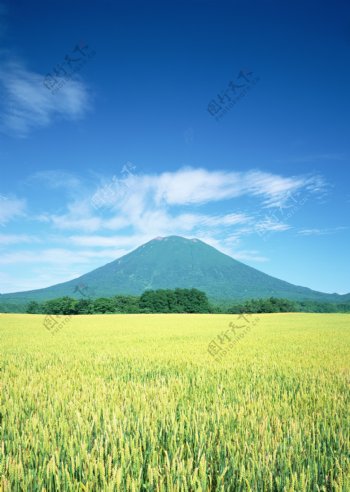 富士山麦田图片