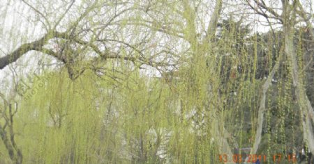 常州红梅公园春天垂柳图片