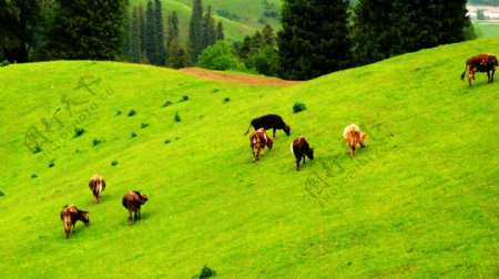 新疆牛群图片
