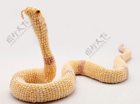 珍珠蛇图片