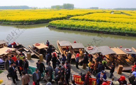 千岛菜花风景区图片