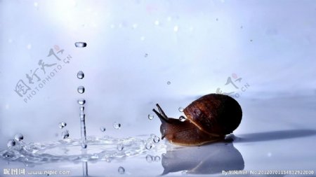蜗牛水滴图片