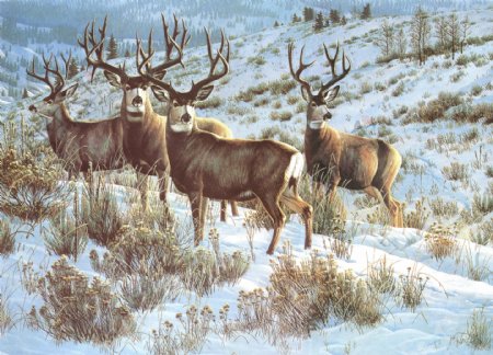 雪山上的黑尾鹿图片