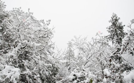 雪树雪景图片