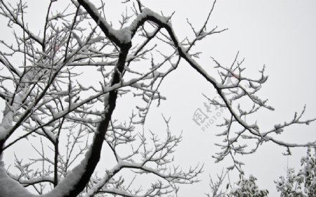 雪树图片