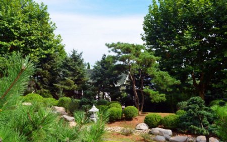 日式庭院松树图片