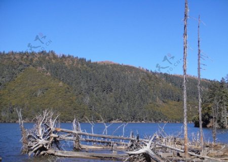 云南普达措属都湖中的古树图片