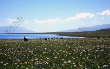 新疆赛里木湖畔图片
