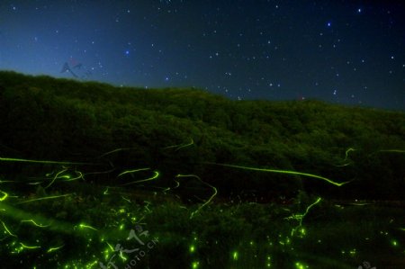 萤火虫的夜图片