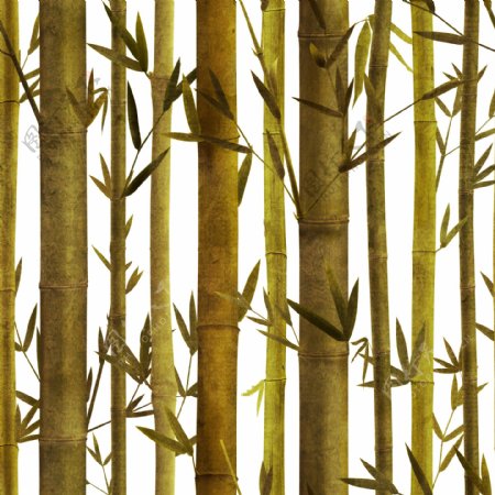 竹子设计植物图片