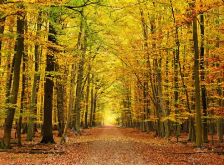 秋天的枫树林公路图片