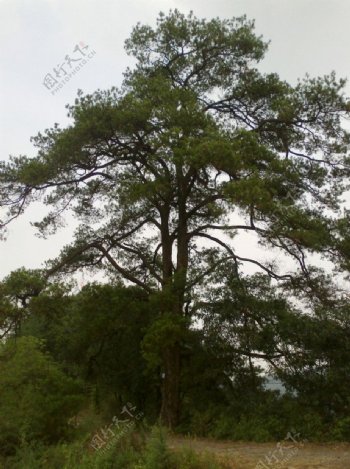 古松树全景图片