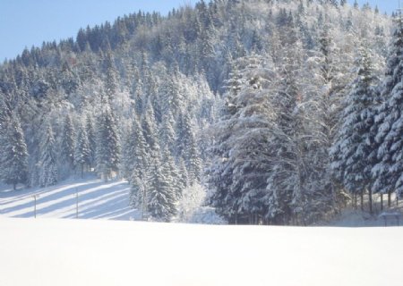 雪山松林图片