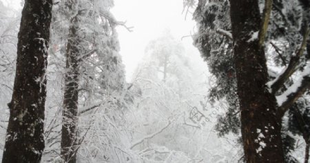树上雪图片