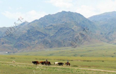 新疆行之见放牧的牧民图片