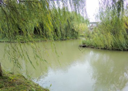 柳树池塘图片