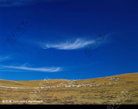 蔚蓝天空下的羊群图片