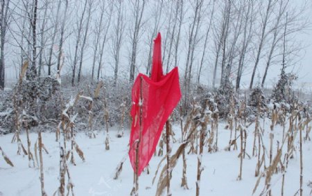 雪中的红丝巾图片