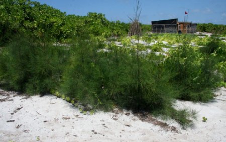 赵述岛酷热沙中生长的绿色植物图片