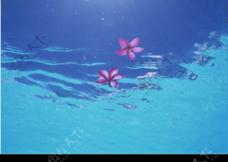 海水中的花图片