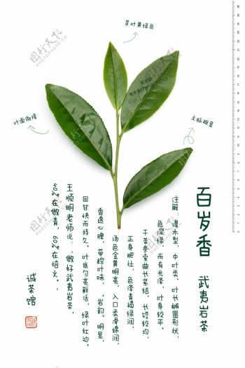 武夷岩茶百岁香图片