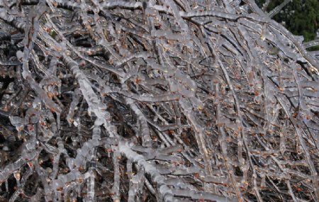 树枝上的冰凌花图片