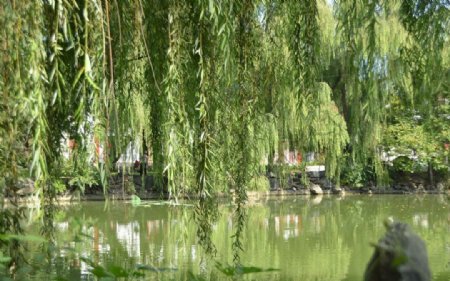 河边柳树图片
