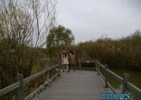 湿地公园木桥非高清图片