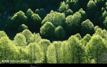 树木森林绿山绿树图片