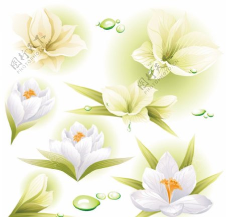 绿叶花朵水滴背景图片