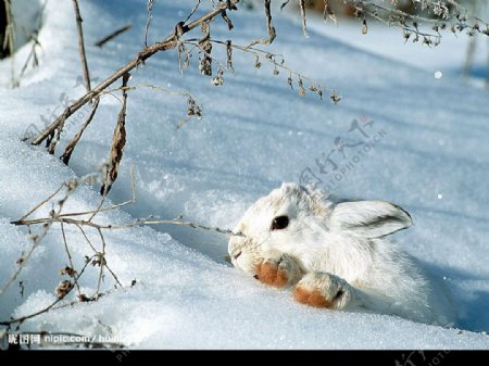 雪兔图片