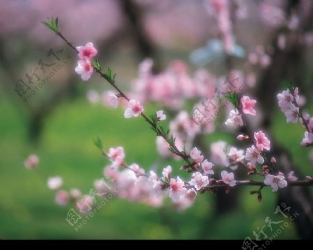 春花浪漫图片