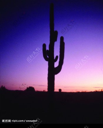 沙漠日出图片