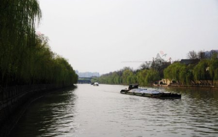 春风又绿运河岸图片