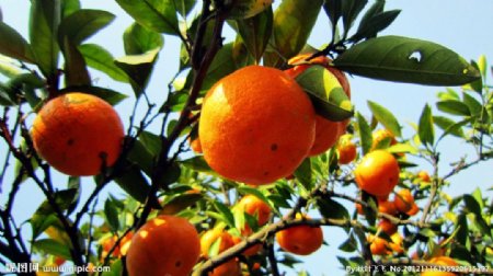 橘子州头橘子图片