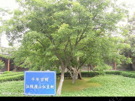 江阴红豆树2图片