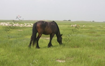 科尔沁草原图片