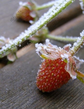 霜冻的草莓图片